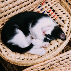 # 217 Side, Sternum Flexible