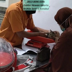 0813-8096-0396 Dokter Hewan Sawah Besar Jakarta Pusat