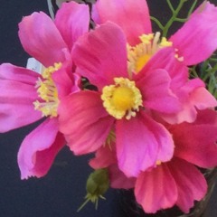 1613 Il Pleut Des Cordes Sous Les Tablas 1er Octobre 2024 Master