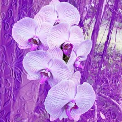 < S N U G  > Chill Bangers Vol 11