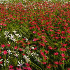 fields of digital grass