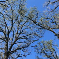 Haar wortels (2024-2025)