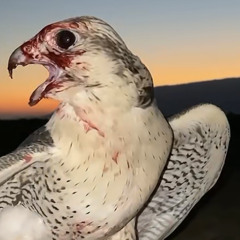 من بالحسن سيدي شراتك