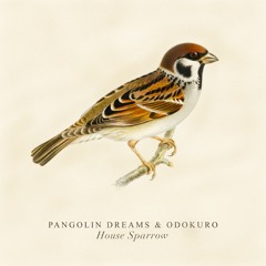 House Sparrow - Pangolin Dreams & Odokuro
