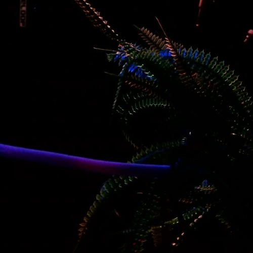 Afro House 2025 By Jeremy Luycx
