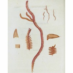 HK_Fantaisies_tracks_314