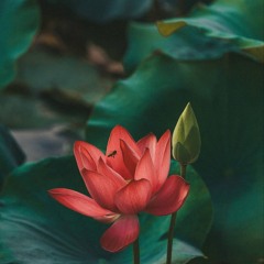 Hạ Miên (Raw)