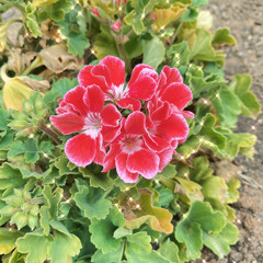 Dj Payaso(Hoon) Quebradita Mix