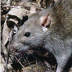 a group of rats hanging out at the bar reminiscing of their past lives 4114 LOCK YOUR DOORS