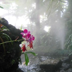 got used to it (animawav x outcast)