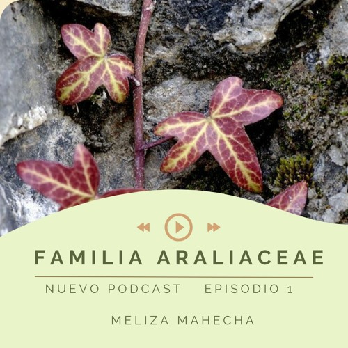 Podcast Familia Araliaceae