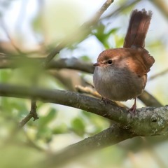 Cetti's Warbler - MixPre - 1507