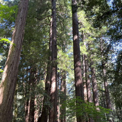 Stellar (Incubus - piano instrumental)