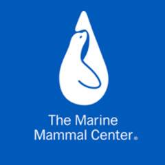 Saving Our Seas: Inside the World's Largest Marine Mammal Hospital with Adam Ratner