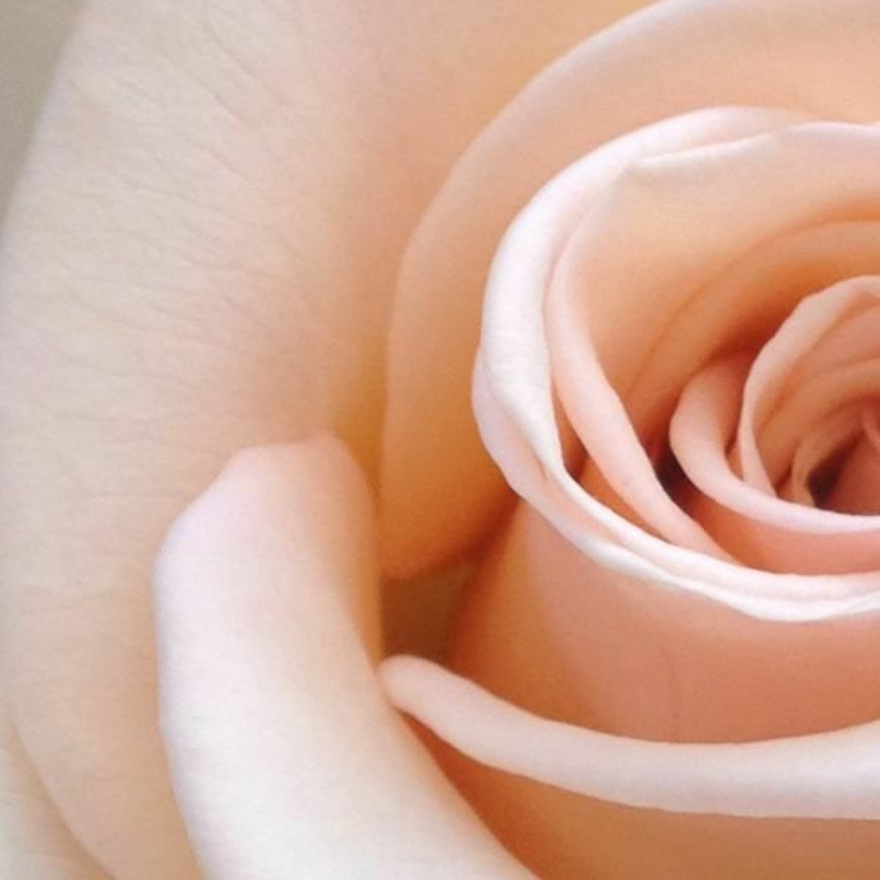 11 Linda Louisa - Rose Of Sharon episode artwork