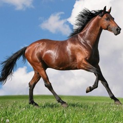AN ORIGINAL STABLE ANTHEM (@DREADNAUGHTUK) CLIP