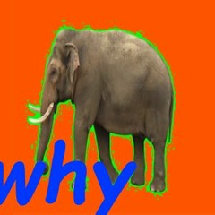 SOMETHING IS WRONG - Elephants Broke My Whole House