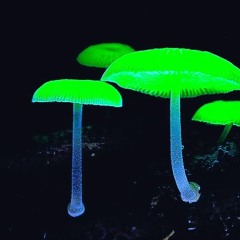 [LOST TRACKS Pt. 1] N-zyme - I Got Scared Of Falling Into The Sun (Original Mix)