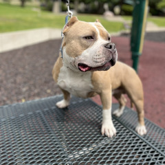 QUARANTINE FREESTYLE  FEAT. (Cascade Delucci, O, TQJETWING,DonBreezy)