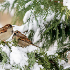Sparrows