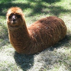 Massit omaan taskuun, massittomaan taskuun SESSARIT* (Diego, , Super Mäyris, Ciave, Jeri-K)