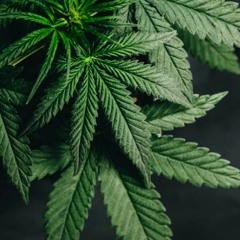 Mary Jane (feat. GLDN Arm) (beat by GLDN Arm)