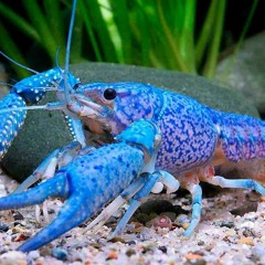 Anemoiapolis  Chapter 1 Soundtrack: Main Hall