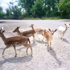 Airto - Churbum's Google Remix