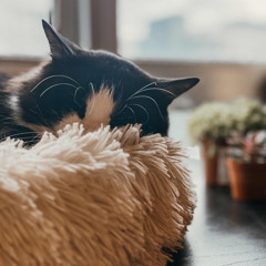 Fly me to the moon - Cover.mp3