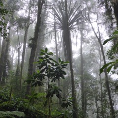 Dawn in a tropical cloud forest