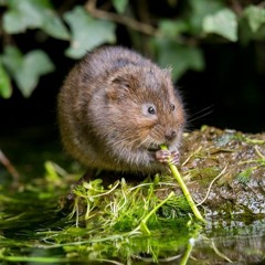 Water vole call – British Trust for Ornithology
