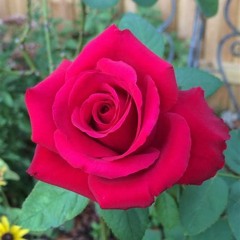 Rose De Pakpak