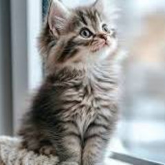 meow