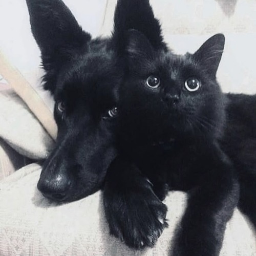 quab - fool of the year ft SAU!