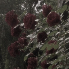 Mirokuu - dying child (prod.Proverbs)