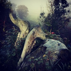 Two Poems by Niamh MacCabe