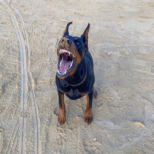 surrounded (p.justxrolo)