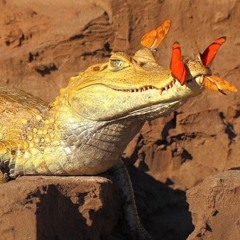 JEDRANALINE: 100 Percent Pure Adrenaline