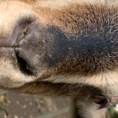 第49回大サンプリング会