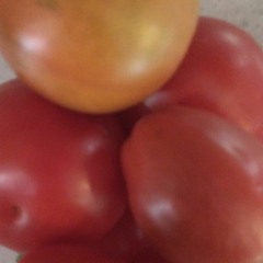 Tomatoes in November