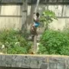 video do homem com a leoa portal Zacarias  video da leoa no zoológico Original