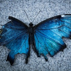 🦋ULYSSES - AFTER(LIFE) INSPIRED SETS