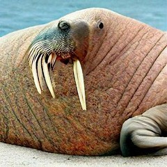 Walrus In Your Orifice