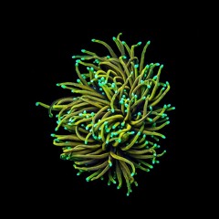 Fungalam - Merpeople (exp .v1 2020) .