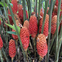 SOPHIE MASTER DEMO 0.01