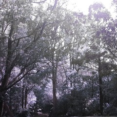 Fractalcone - Oldskool Jungle Journey @ BushTucker 2019 (Grampians, AU)