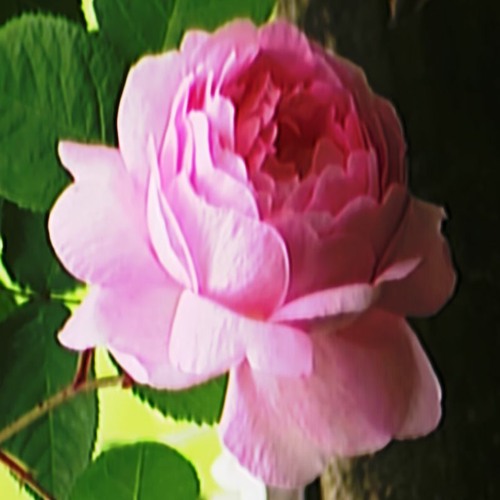 a rose