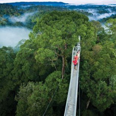 Review Special Price Full Day Trip Of Brunei Ulu Temburong National Park Including Canopy Walk