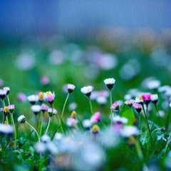 Early Spring
