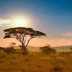 Trip to the savannah